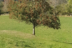 Herfst_4-1