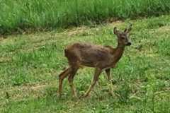 Image-2021-07-05