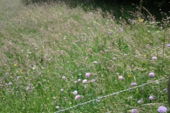 Korenbloem