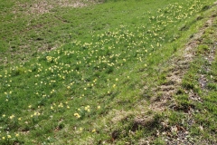 Narcissen-1