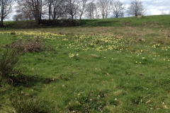 Narcissen-2